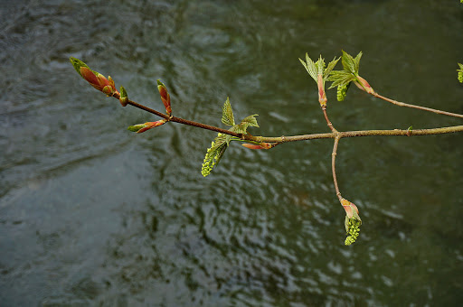 Acer pseudoplatanus