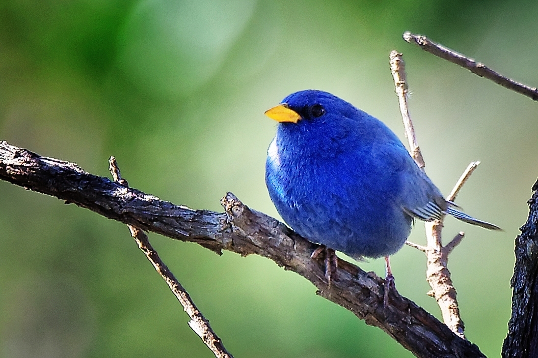 Campainha-azul (Blue Finch)