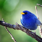 Campainha-azul (Blue Finch)