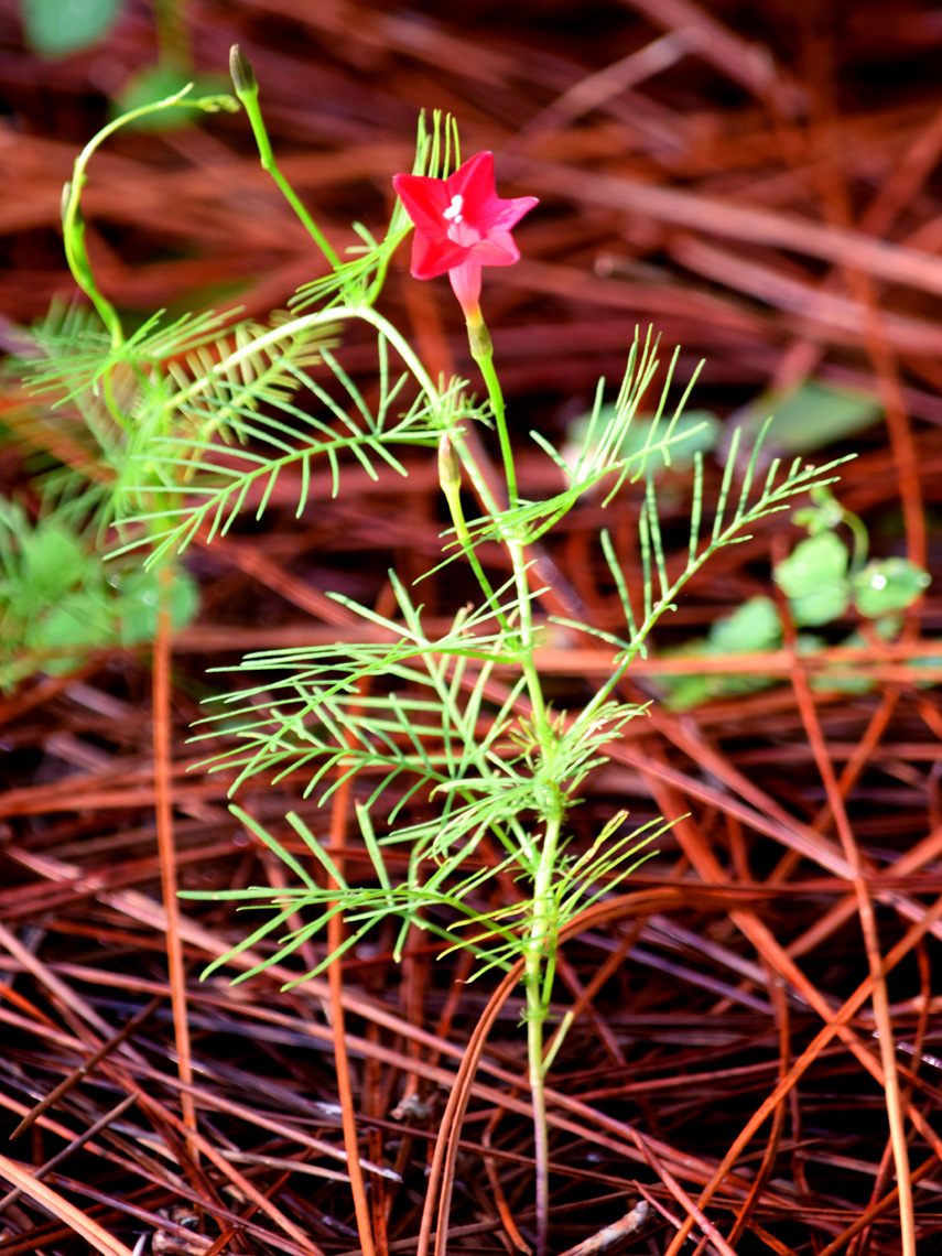 Cypressvine Morning Glory