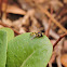 Yellow Shouldered Hover Fly