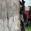 Grey Squirrel/color transitioned