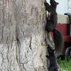 Grey Squirrel/color transitioned