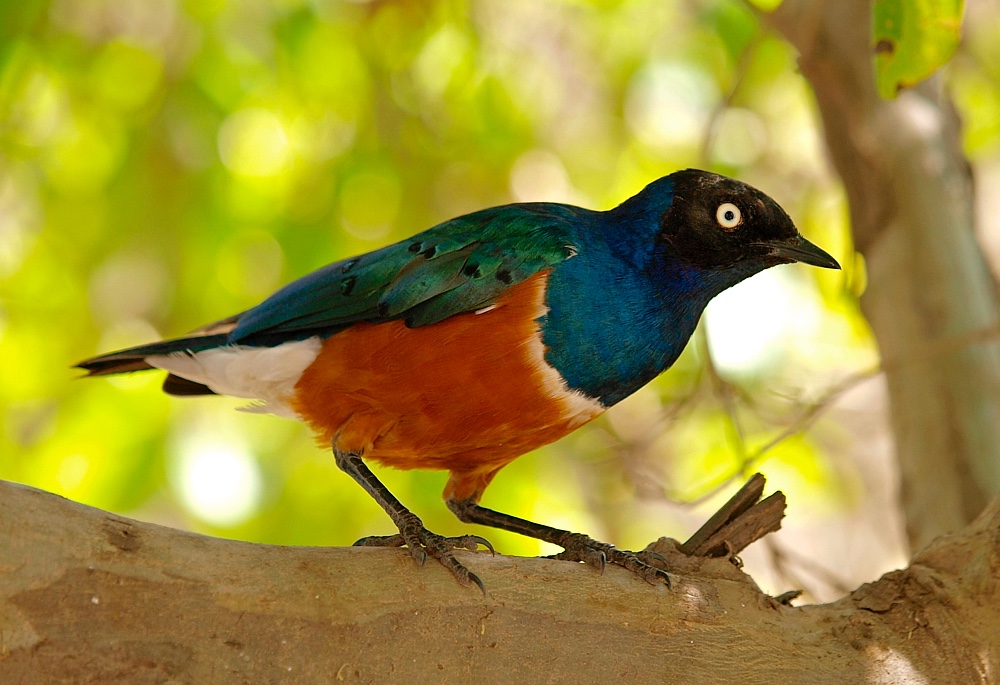 Estornino soberbio (Superb starling)