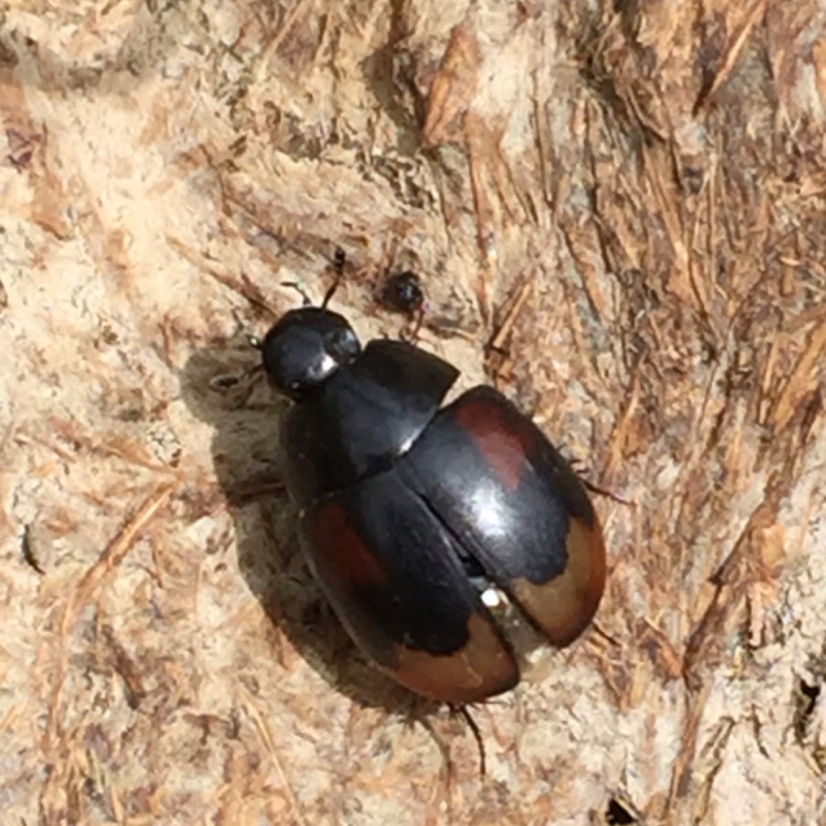 Water scavenging beetle