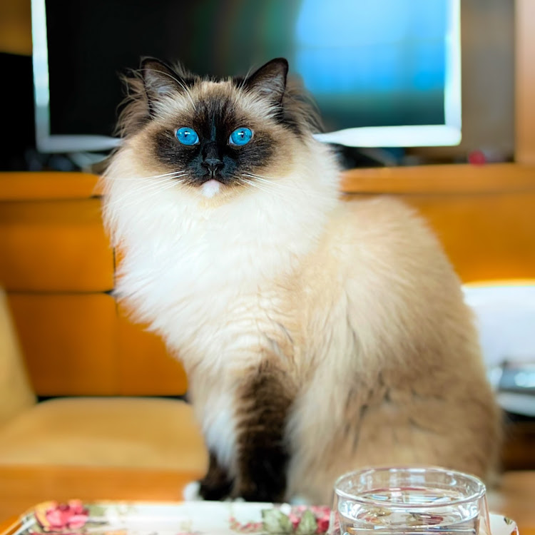 カマロ クーペの猫・猫好き・愛猫家・アメ車好き・猫もアメリカンに関するカスタム事例の投稿画像1枚目