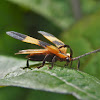 Banded Net-wing Beetle