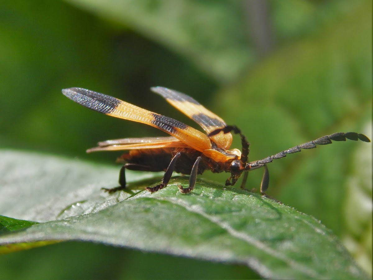 Banded Net-wing Beetle