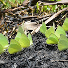 lemon emigrant