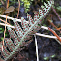 Rock polypody