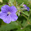 Geranium