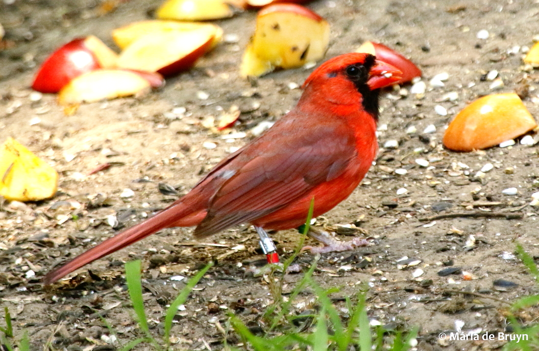 Northern cardinal