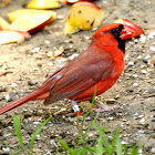 Northern cardinal