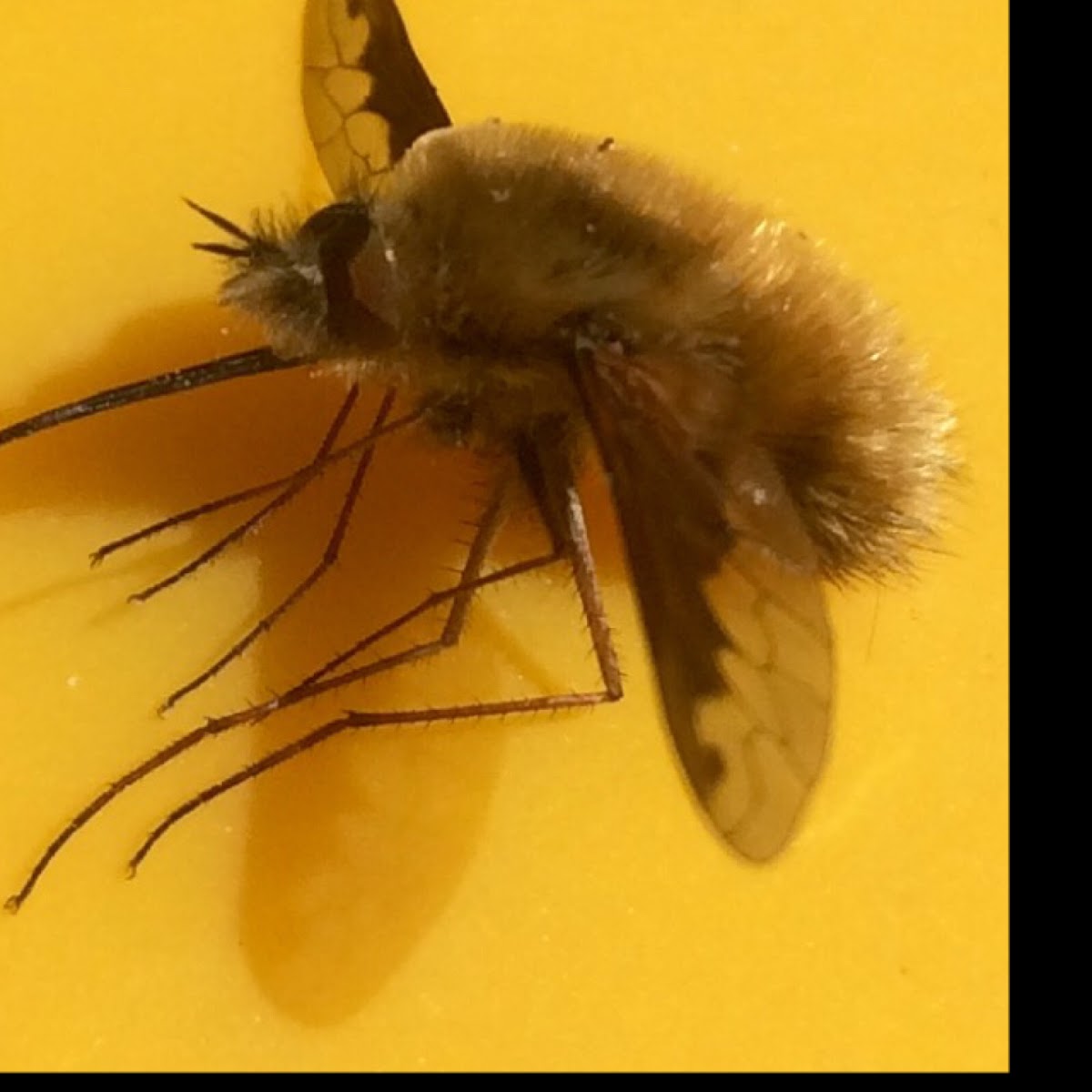 Beefly