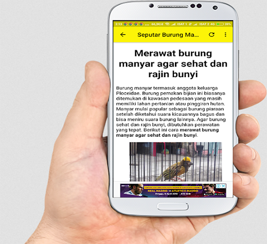 33+ Burung manyar kepala emas jantan terupdate