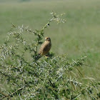 african kestrel