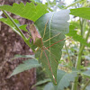 Leaf Footed Bug