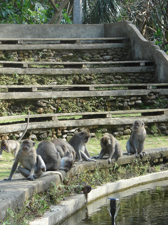 ubud monkey forest