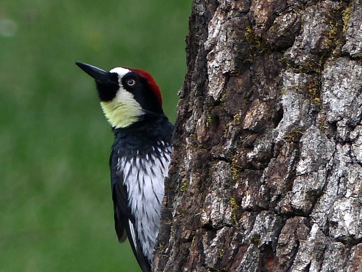 Acorn Woodpecker