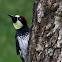 Acorn Woodpecker