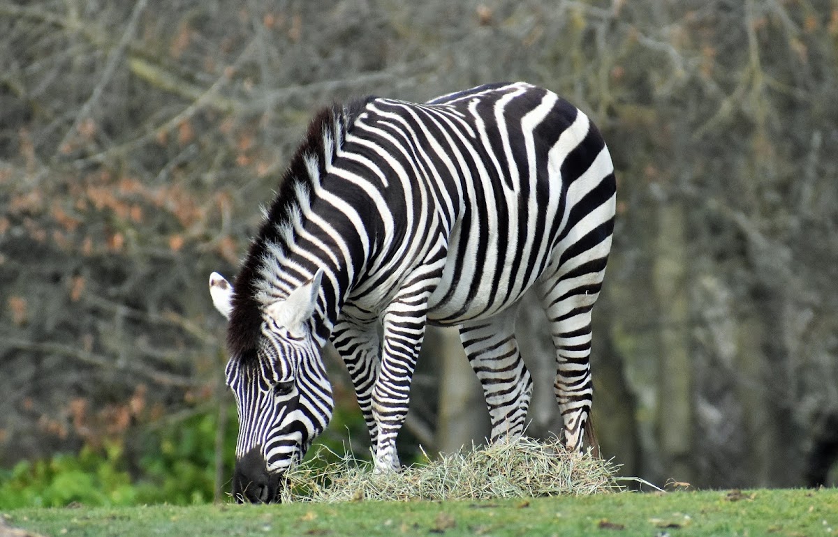 Plains zebra