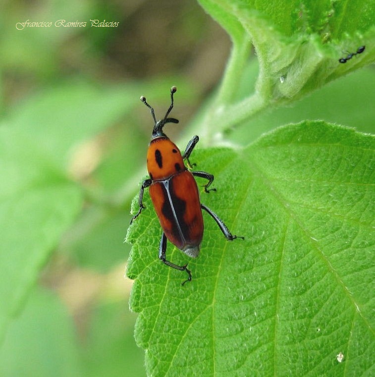 Rhodobaenus weevil