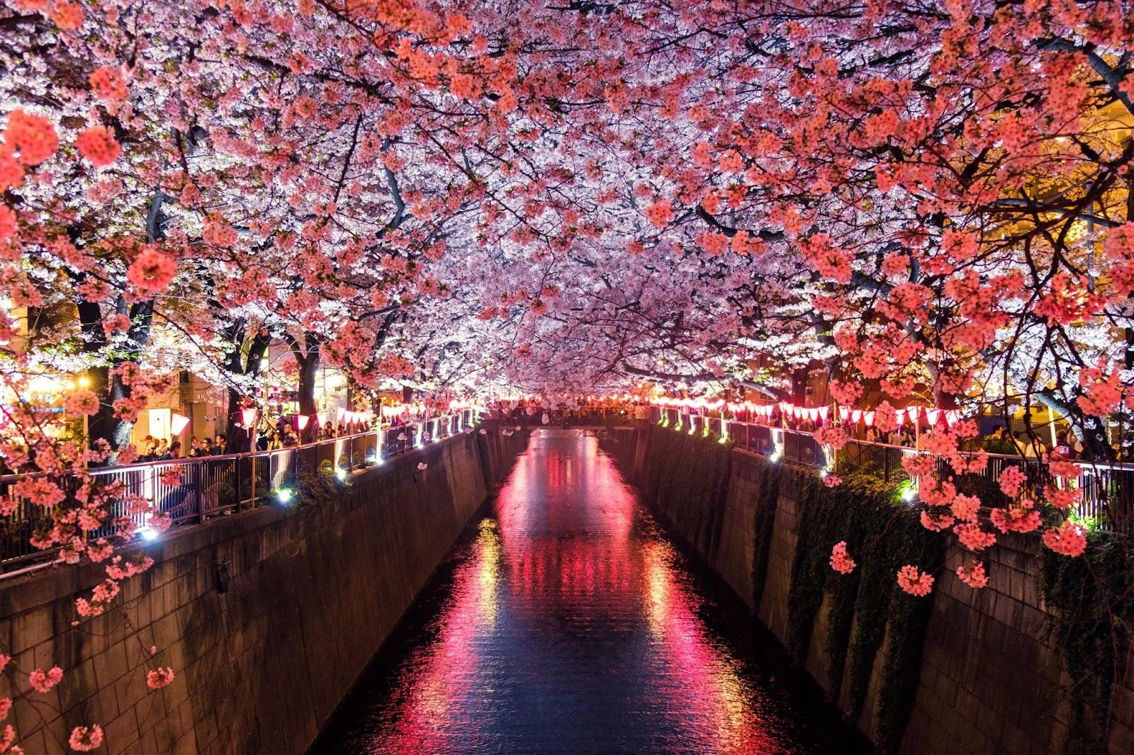 a river with cherry blossom trees covering it at night