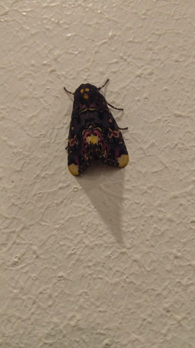 Indian lily moth
