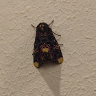 Indian lily moth