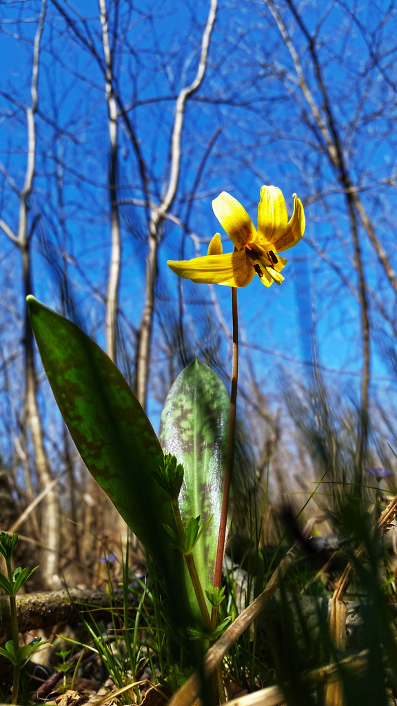 Yellow Trout Lily