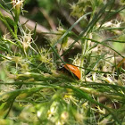 Orange ladybird