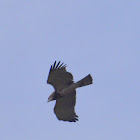 Short-toed Snake Eagle