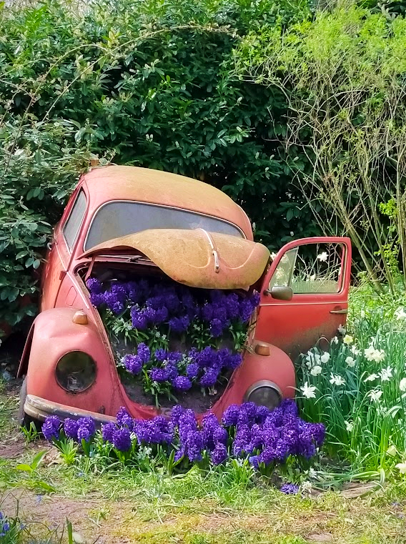 Automobili in fioritura di Kamone