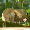 Gambian sun squirrel