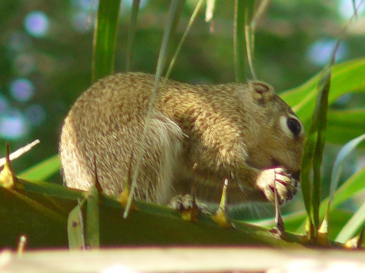 Gambian sun squirrel