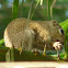 Gambian sun squirrel