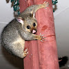 Common Brushtail Possum