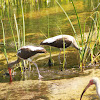 White Ibis