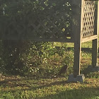 Burrowing Owl