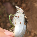 Spider Egg Case