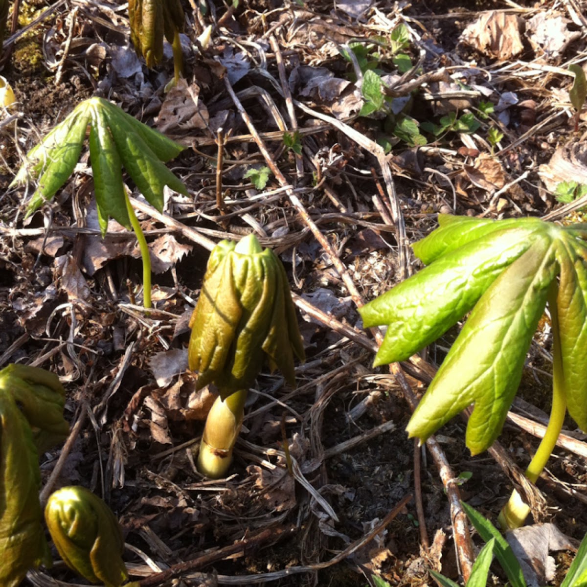 Mayapple