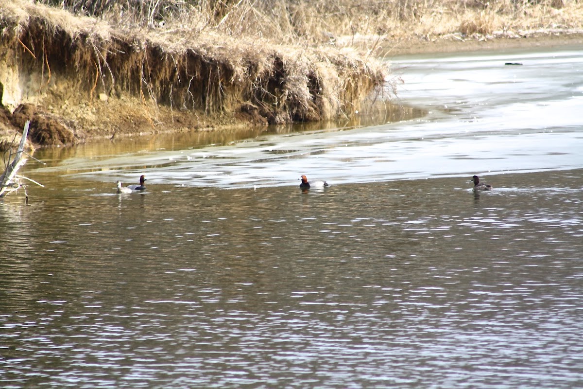 Red-headed Duck