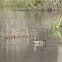 Blue Winged Teal