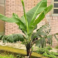 Banana Tree 香蕉樹