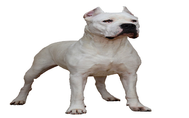 Dogo Argentino chrome extension