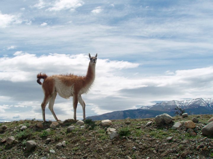 Guanaco di marmotta