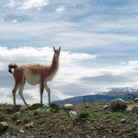 Guanaco di 