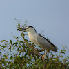 Black-crowned Night-heron