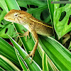 Oriental garden lizard