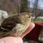 Pine Siskin